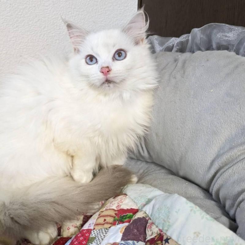 販売中の大阪府のラグドール-134687の5枚目