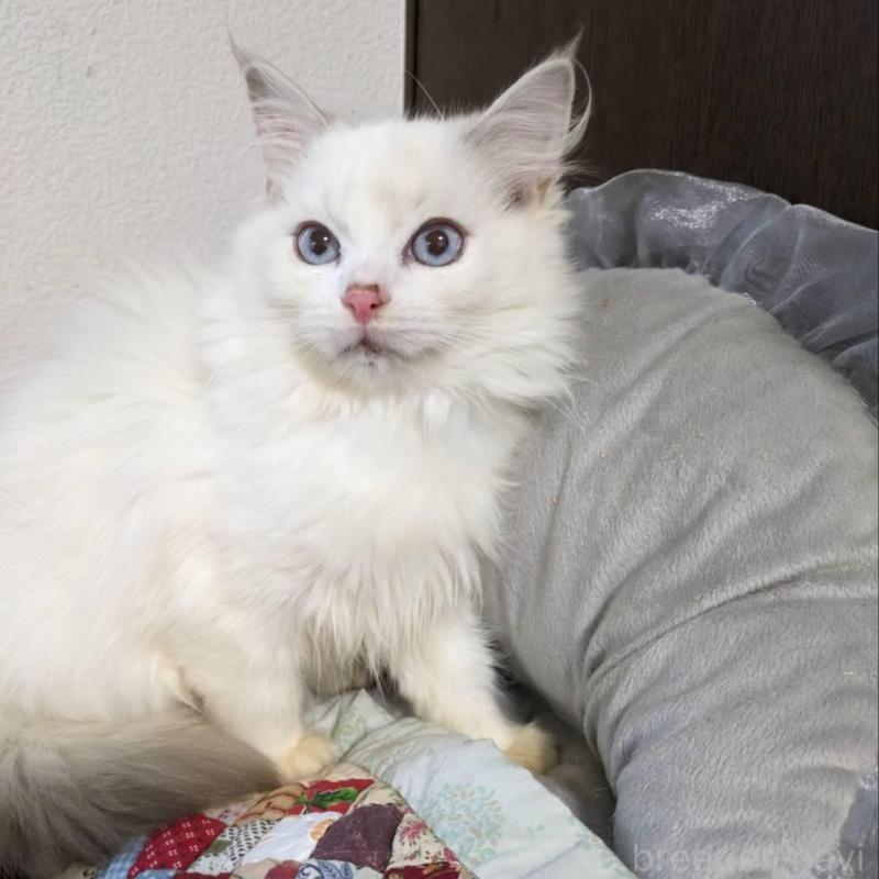 販売中の大阪府のラグドール-134687の1枚目