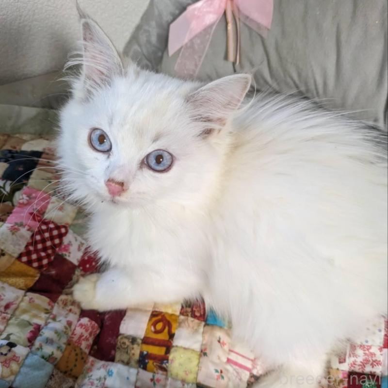 販売中の大阪府のラグドール-134687の4枚目