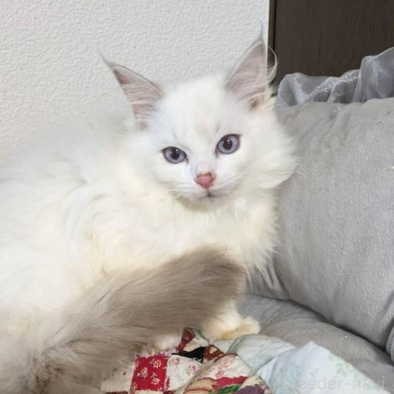 販売中の大阪府のラグドール-134687の3枚目