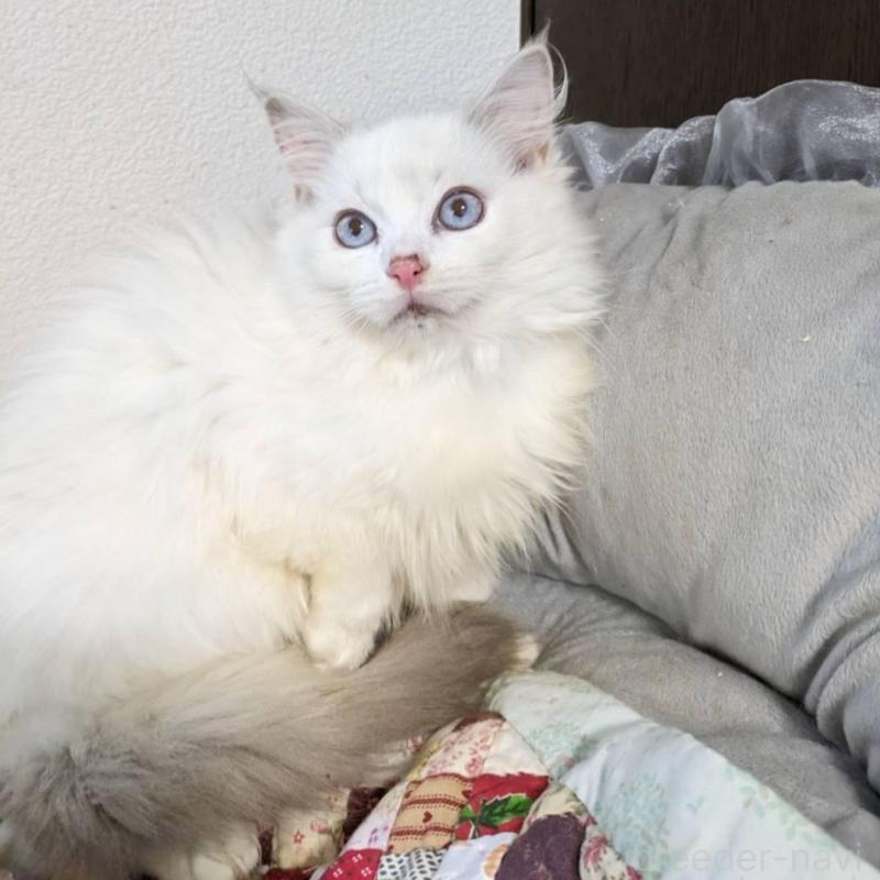 販売中の大阪府のラグドール-134687の2枚目