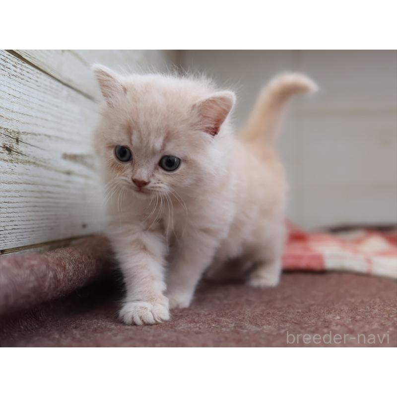 販売中の愛知県のマンチカン-134688の11枚目