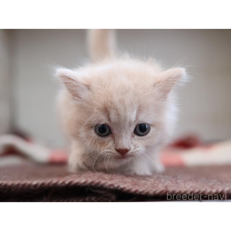 販売中の愛知県のマンチカン-134688の10枚目