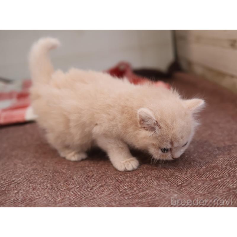 販売中の愛知県のマンチカン-134688の9枚目