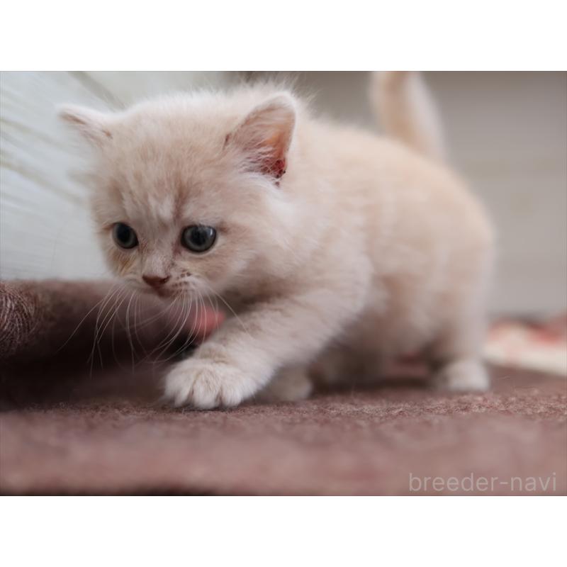 販売中の愛知県のマンチカン-134688の8枚目