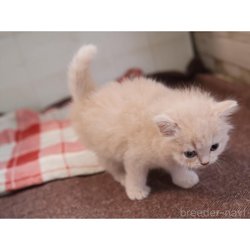 販売中の愛知県のマンチカン-134688の7枚目