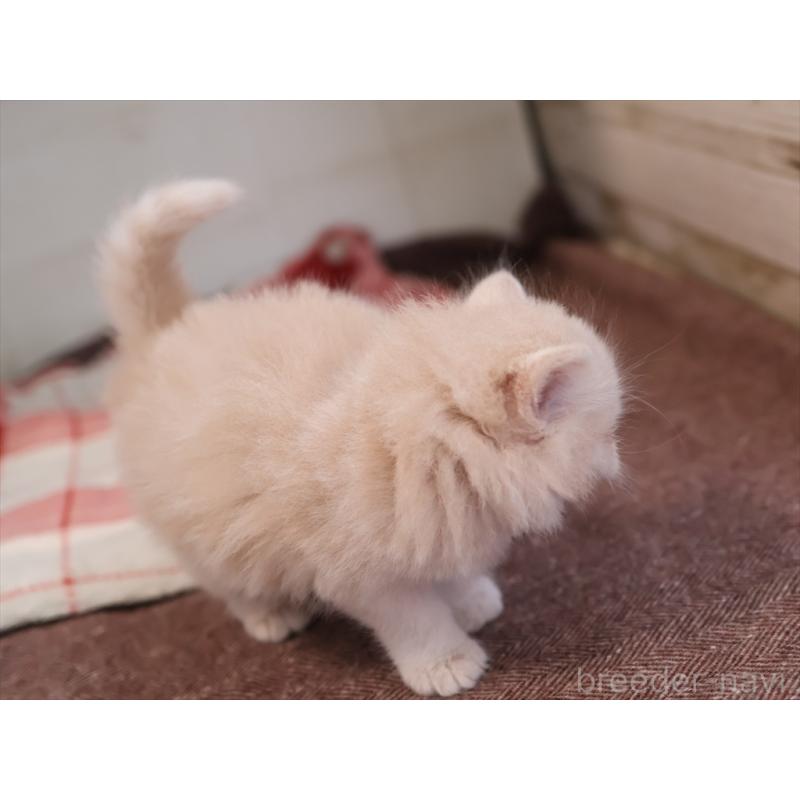 販売中の愛知県のマンチカン-134688の6枚目