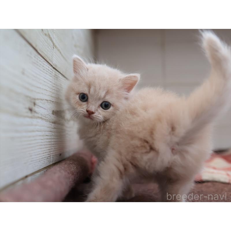 販売中の愛知県のマンチカン-134688の4枚目