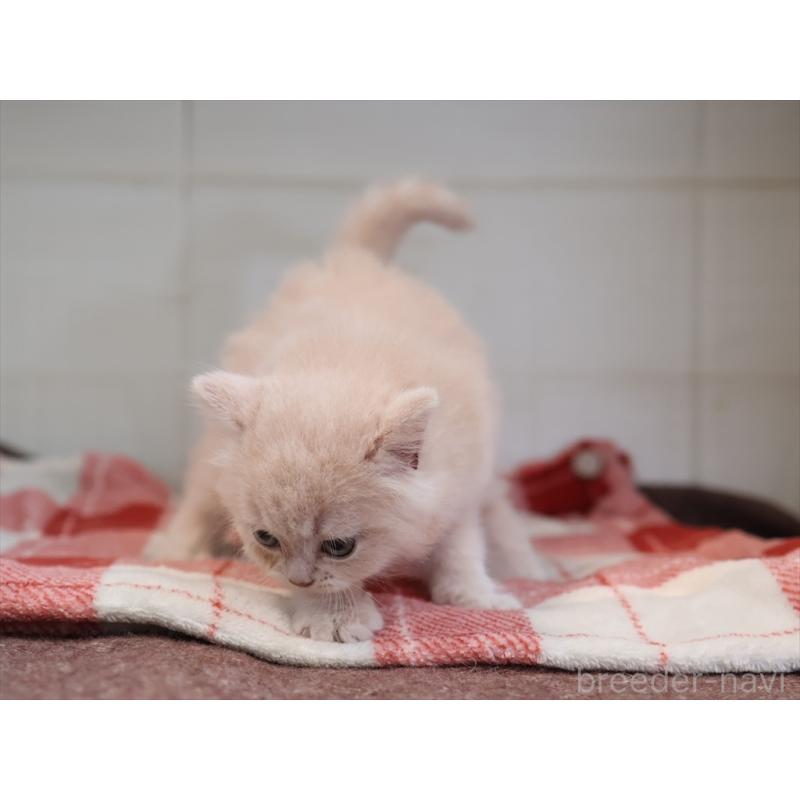 販売中の愛知県のマンチカン-134688の2枚目