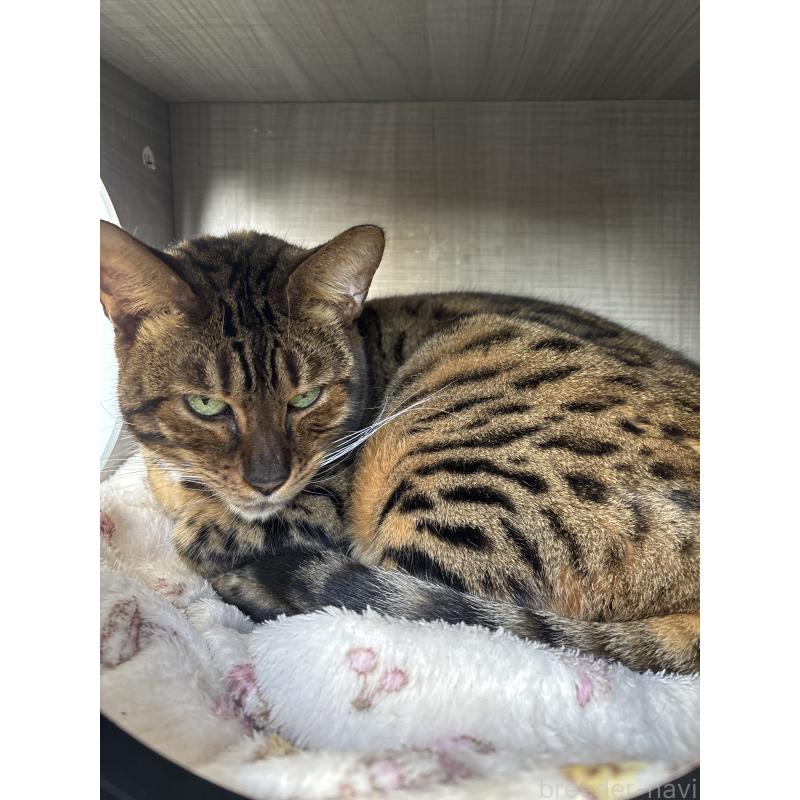 販売中の千葉県のベンガル-83385