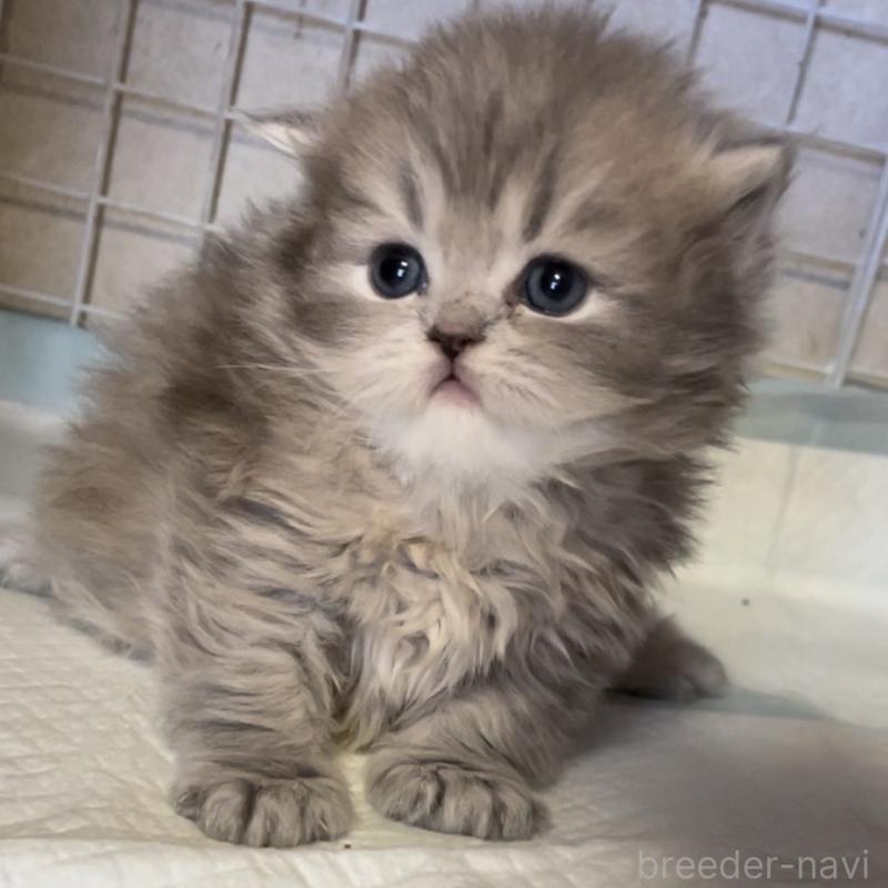 販売中の愛知県のミヌエット-134692