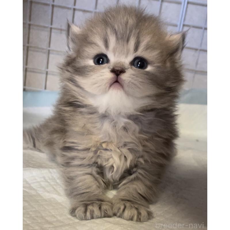 販売中の愛知県のミヌエット-134692の7枚目