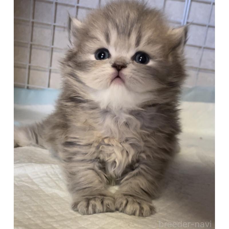 販売中の愛知県のミヌエット-134692の6枚目