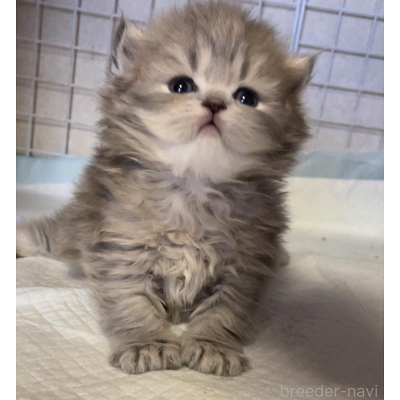 販売中の愛知県のミヌエット-134692の5枚目