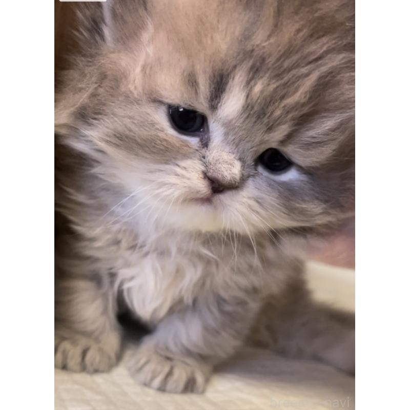 販売中の愛知県のミヌエット-134692の4枚目