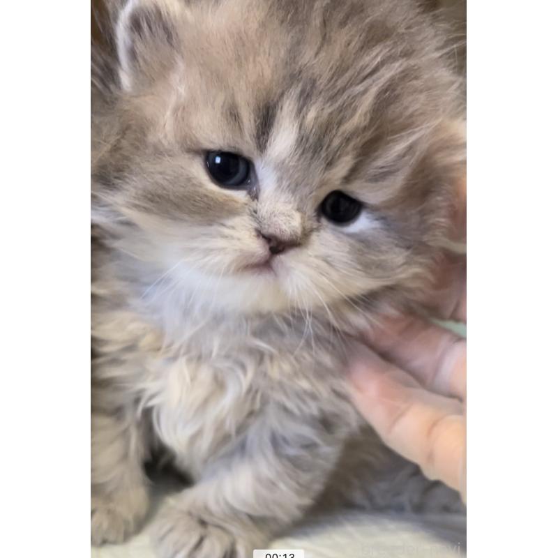 販売中の愛知県のミヌエット-134692の3枚目