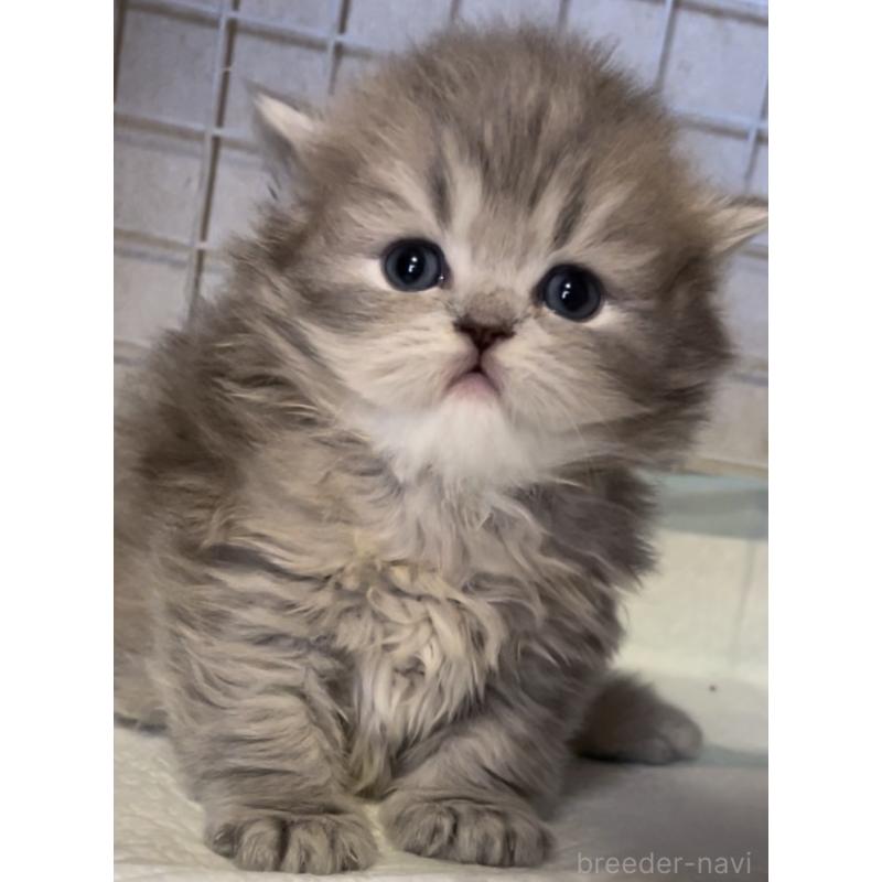 販売中の愛知県のミヌエット-134692の2枚目