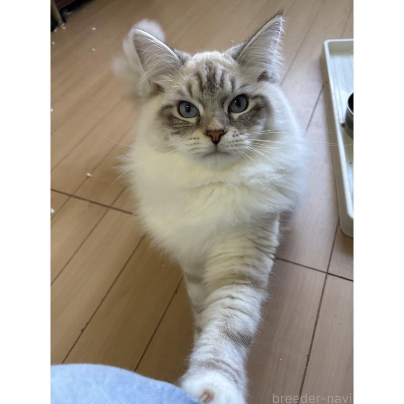 販売中の千葉県のサイベリアン-129358