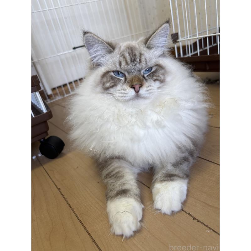 販売中の千葉県のサイベリアン-130191