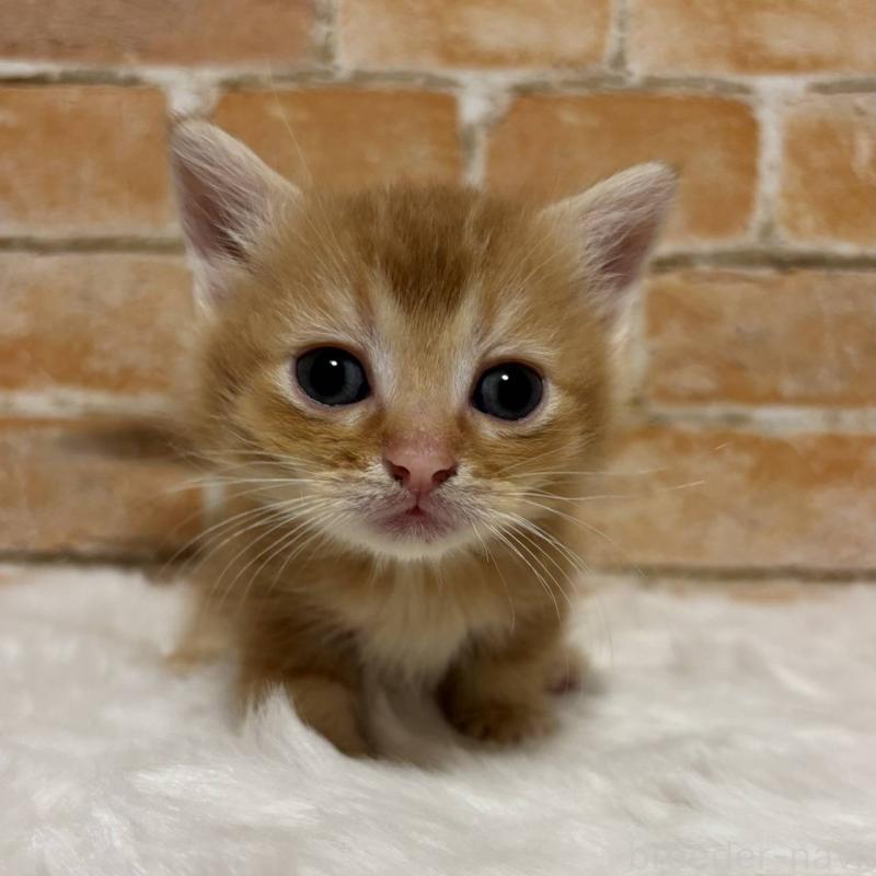 販売中の愛知県のマンチカン(短足)-134690の1枚目