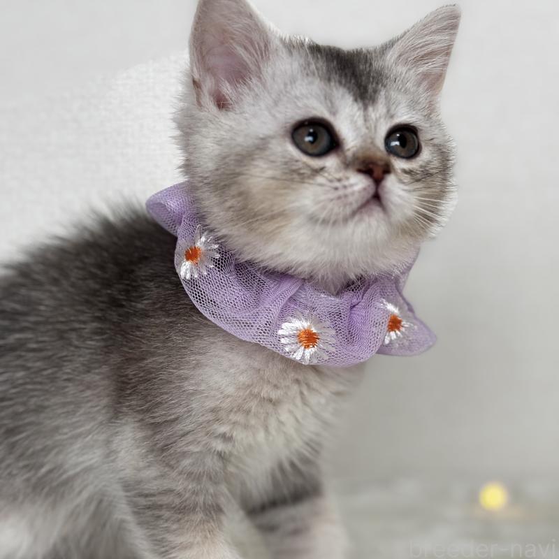 成約済の埼玉県のミヌエット-133593の4枚目