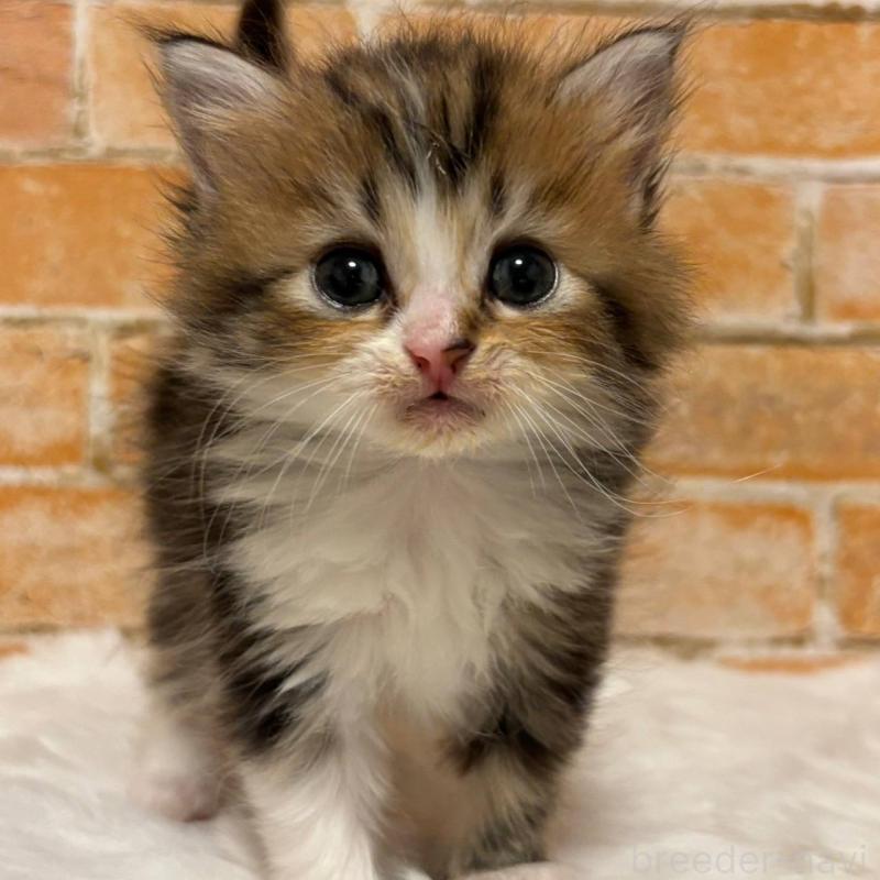 販売中の愛知県のマンチカン-134693の1枚目