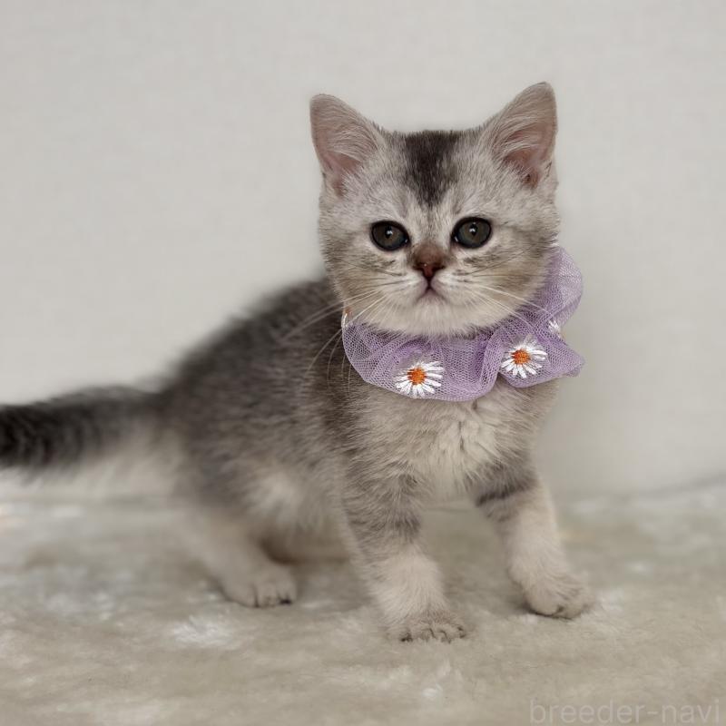 成約済の埼玉県のミヌエット-133593の3枚目