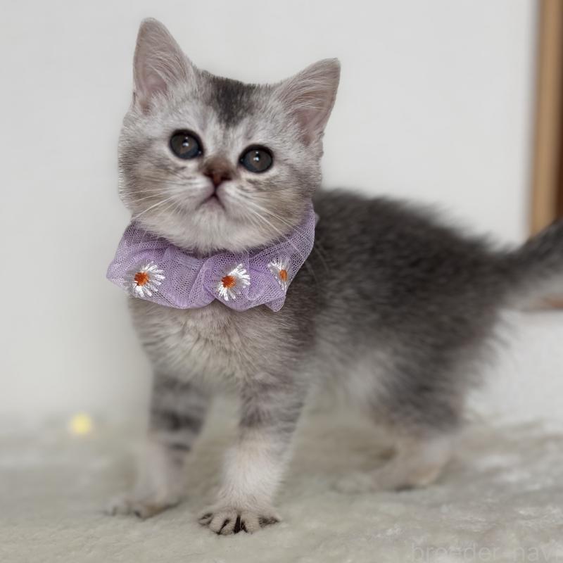 販売中の埼玉県のミヌエット-133593