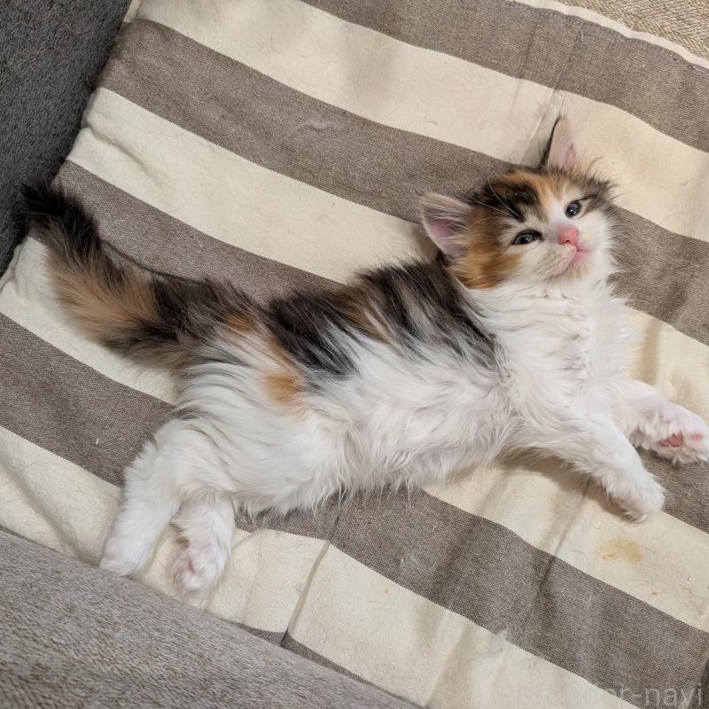 販売中の埼玉県のノルウェージャンフォレストキャット-134150