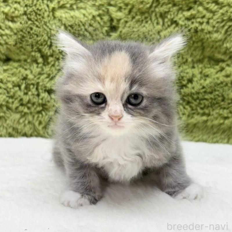 販売中の愛知県のマンチカン-134695の1枚目