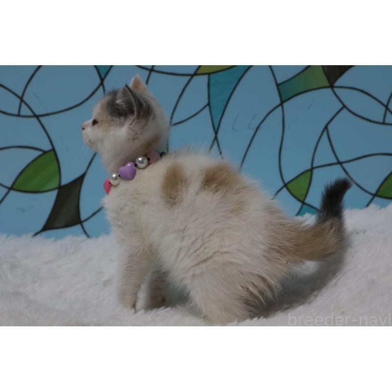 販売中の東京都のブリティッシュショートヘア-134697の4枚目