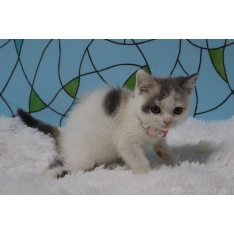 販売中の東京都のブリティッシュショートヘア-134697の3枚目