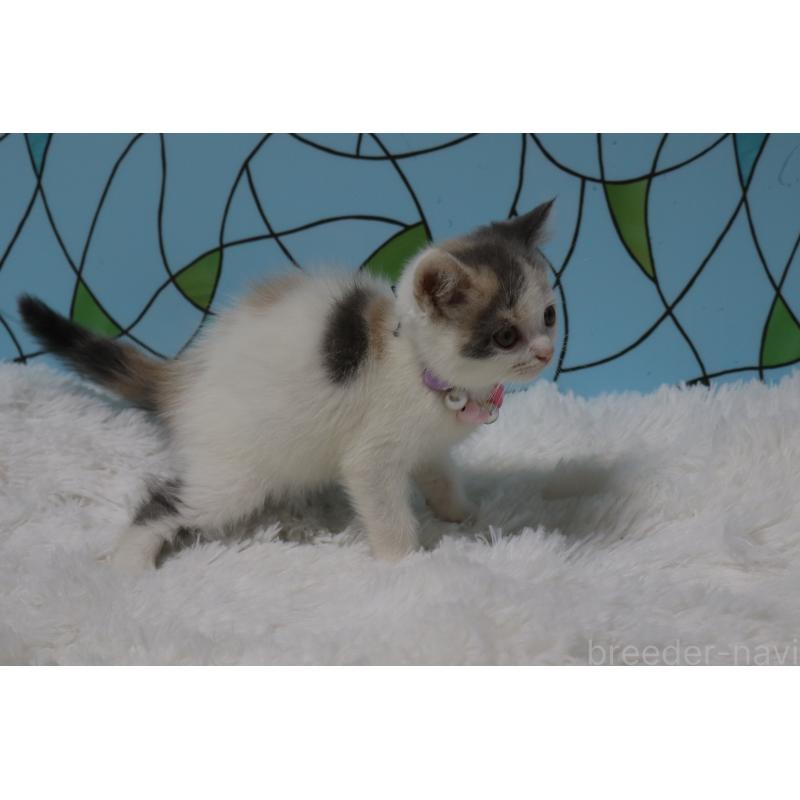 販売中の東京都のブリティッシュショートヘア-134697の2枚目