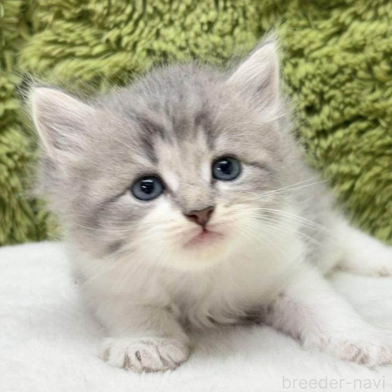 販売中の愛知県のサイベリアン-134699の1枚目