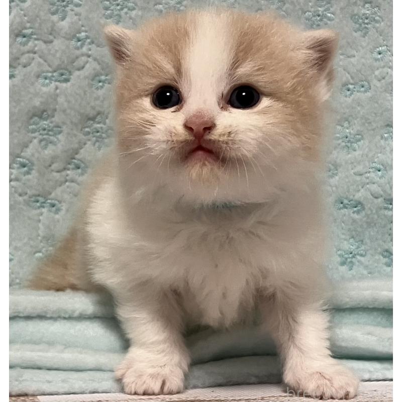 販売中の三重県のスコティッシュフォールド-134701の2枚目