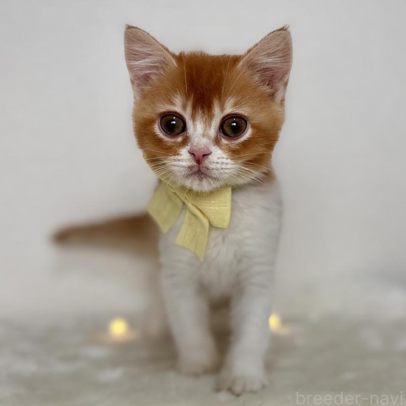 成約済の埼玉県のマンチカン-130895の3枚目