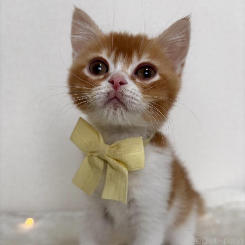 成約済の埼玉県のマンチカン-130895の2枚目