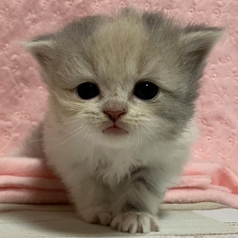 販売中の三重県のスコティッシュフォールド-134703の2枚目