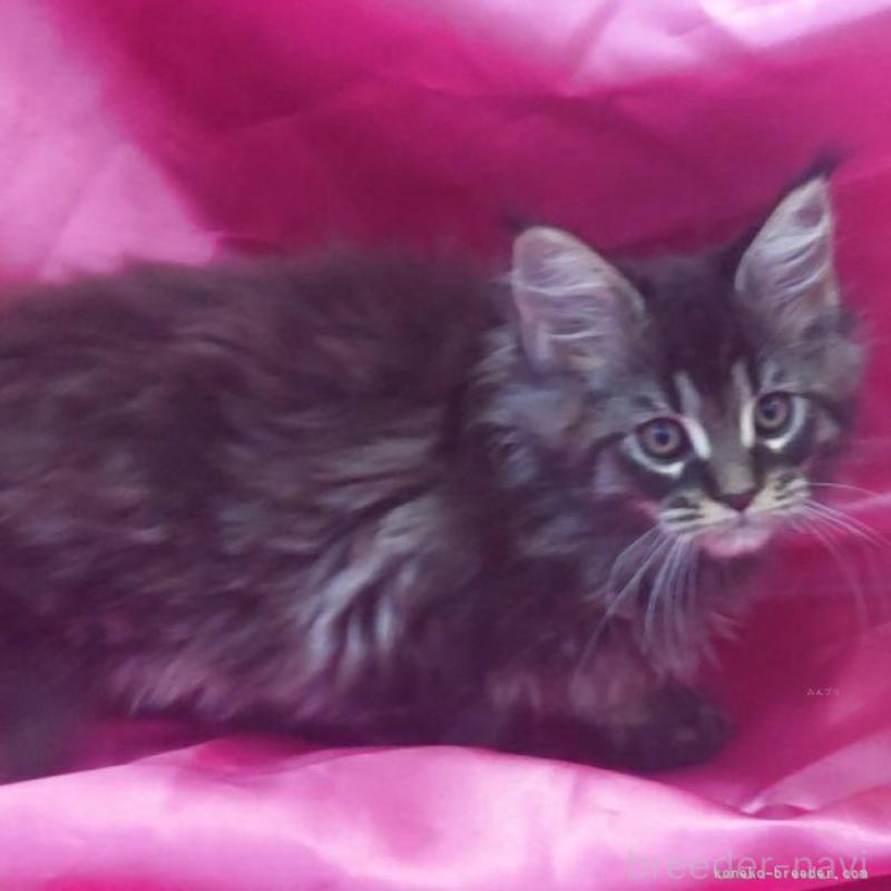 販売中の千葉県のメインクーン-134705の1枚目