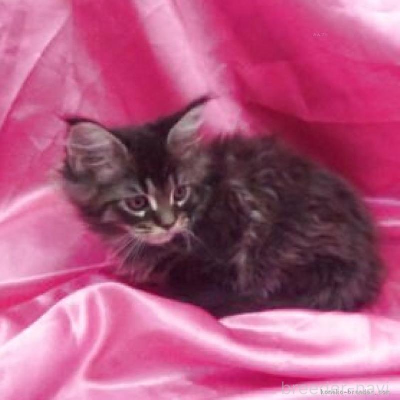 販売中の千葉県のメインクーン-134705の2枚目