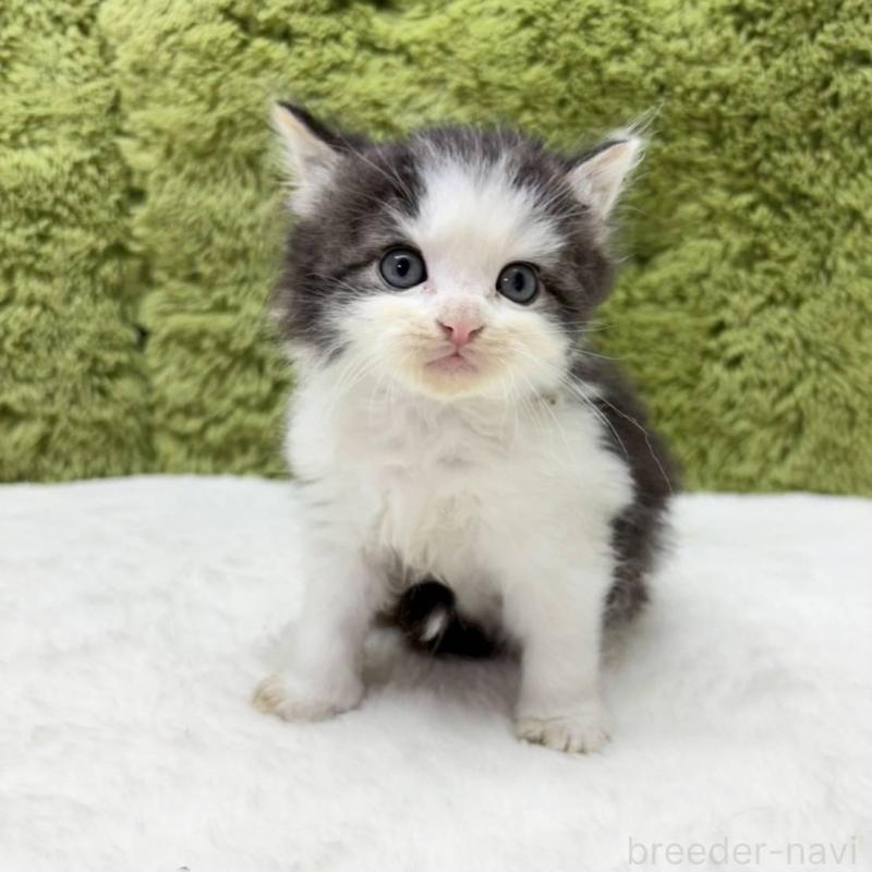 販売中の愛知県のサイベリアン-134704