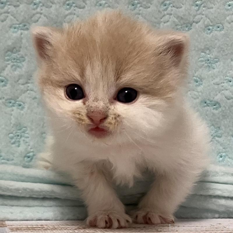 販売中の三重県のスコティッシュフォールド-134706の2枚目