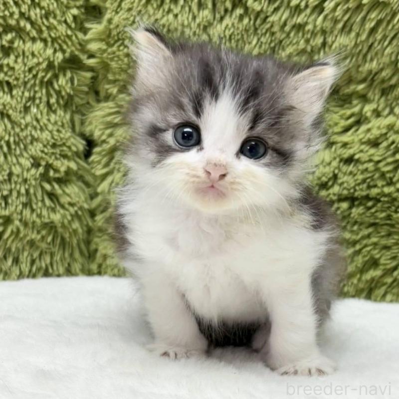 販売中の愛知県のサイベリアン-134707