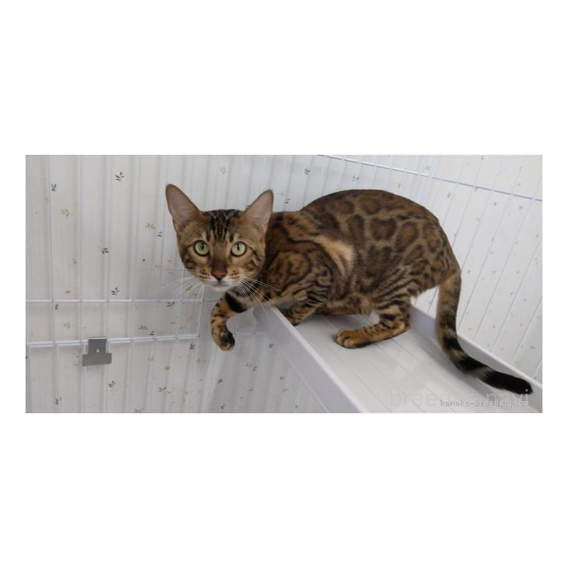 販売中の千葉県のベンガル-134708