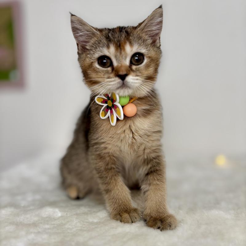 販売中の埼玉県のマンチカン-130896の5枚目