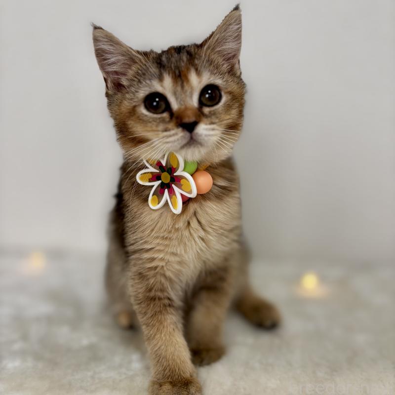 販売中の埼玉県のマンチカン-130896の4枚目