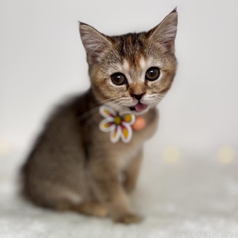 販売中の埼玉県のマンチカン-130896の2枚目