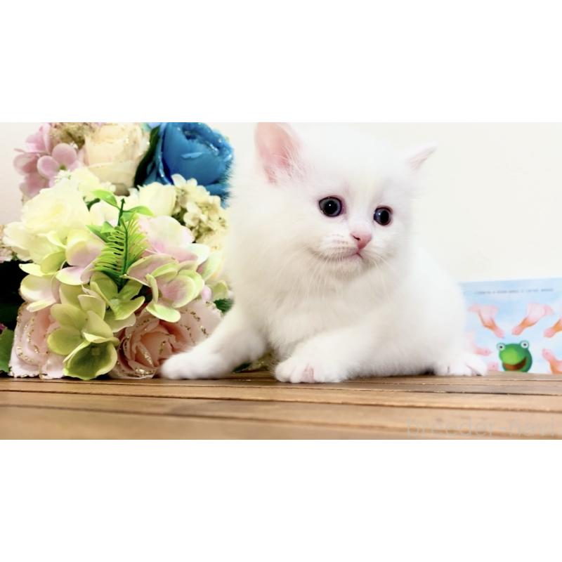 販売中の北海道のマンチカン-134710の7枚目