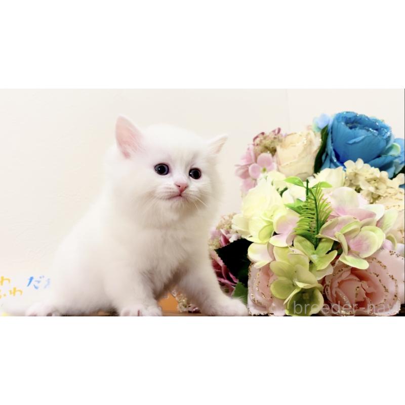 販売中の北海道のマンチカン-134710の6枚目