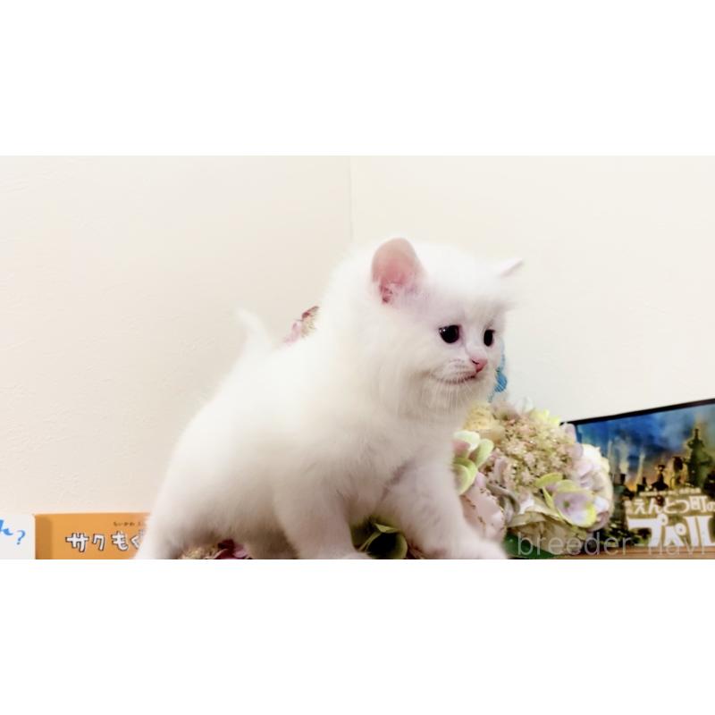 販売中の北海道のマンチカン-134710の5枚目